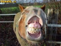 /album/fotogalerie-obludarium/images-7-jpg/